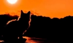 Cat tuš: da li je moguće reinkarnacije moguće